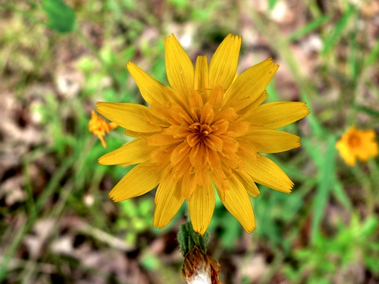 {Krigia biflora}